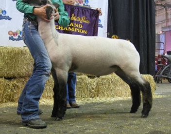 Hagen-VLS Winner