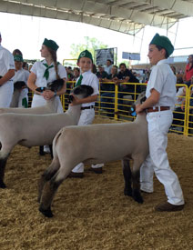 Hagen -VLS Club Lambs